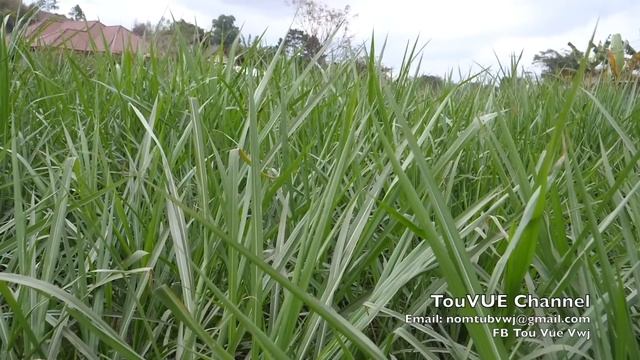 Txiav txim siab mus mekas vim koj siab phem 12/19/2022 смотреть онлайн