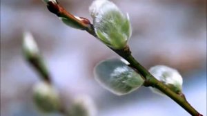 П.ЧАЙКОВСКИЙ.ВРЕМЕНА ГОДА.АПРЕЛЬ.ПОДСНЕЖНИК.