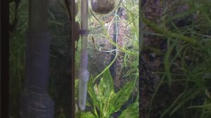 Результаты применения Сайдекса...