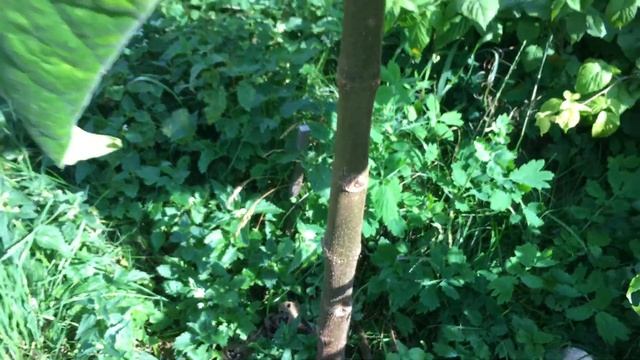 3 МЕТРА! за три месяца. Павловния. 2021 год. Минск. Беларусь. 27 августа. Адамово Дерево. смотреть онлайн