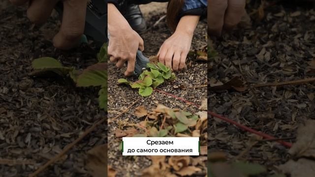 Обрезаем садовую клубнику для хорошего урожая. Это должен знать каждый садовод!