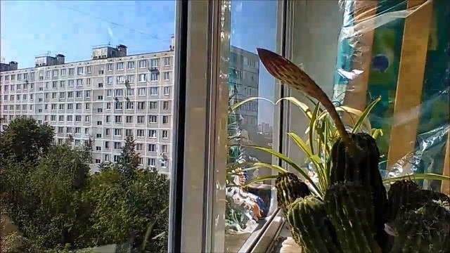 Kaktus Flower Когда цветут кактусы...