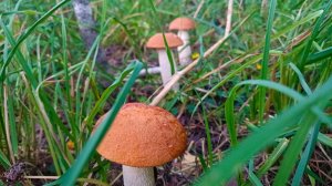 ❗❗❗ЁКАРНЫЙ БАБАЙ! ⭐ ГРИБЫ!!!⭐ 08 августа.2024 г. Владимирская обл., п. Ставрово #грибы #mushroom