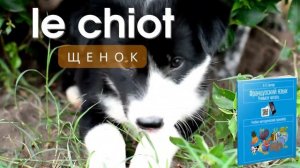 Домашние животные на французском языке.