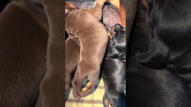 New Litter of Doberman Puppies - Captivating and Adorable! смотреть онлайн