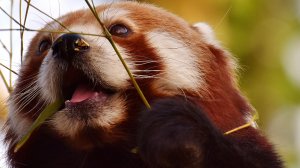 Кошачий медведь или красная панда | Редкие животные | Интересные факты