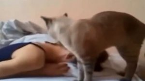 Наглый кот будит девушку