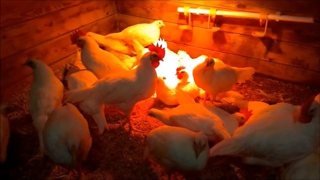 Размещаем кур молодок в клетки