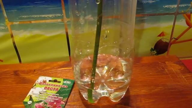 РАЗМНОЖЕНИЕ ОРХИДЕЙ ДОМА В БУТЫЛКЕ НА ЦВЕТОНОСЕ смотреть онлайн