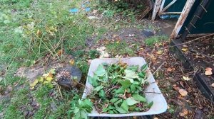 Как обрезать ежевику на зиму