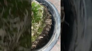 Как пересадить пальму? Уход за Финиковой Пальмой, летняя пересадка пальмы, БОЛЬШАЯ ПАЛЬМА