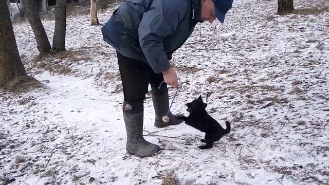 Шипперке смотреть онлайн