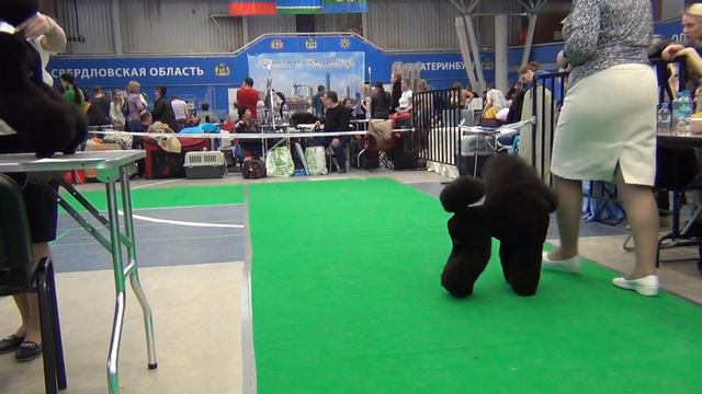 555 24.04.2022. Моно пуделей. Екатеринбург. ALKVALON CENTURIO смотреть онлайн