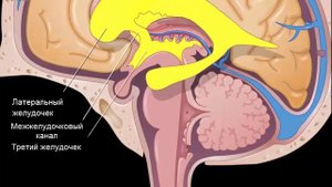 Циркуляция спинномозговой жидкости