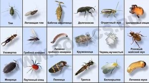 ГЕОФИЛЫ - Любящие почву сороконожки