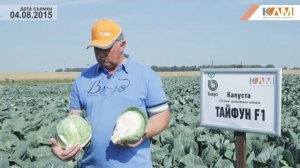 Капуста Тайфун F1. Характеристики гибрида