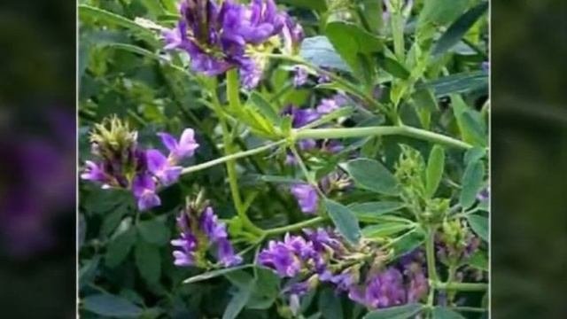 Травы которые можно шиншиллам|Всё о шиншиллах
