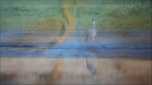 ВОДОПЛАВАЮЩИЕ ПТИЦЫ водоемов ☛ СМОТРИ И СЛУШАЙ познавательное видео про птиц!