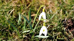 ГАЛАНТУС (Galanthus), ПОДСНЕЖНИК ИЛИ СНЕЖНАЯ КАПЕЛЬКА?