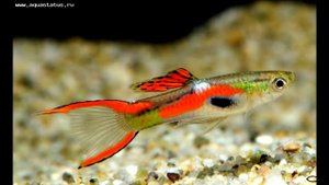 Ликбез: пецилия или моллиенезия?