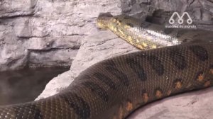 A COBRA NÃO SABIA QUE A ONÇA PRETA IRIA FAZER ISSO