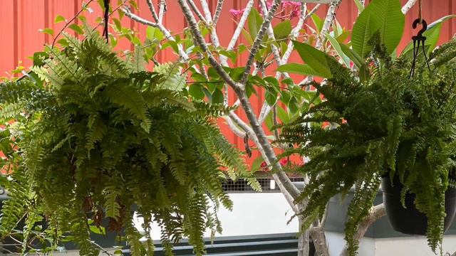 STYLE YOUR HOME WITH FERNS/ Ferns caring tips in Malayalam/ How to grow ferns at home/#Indoor plant