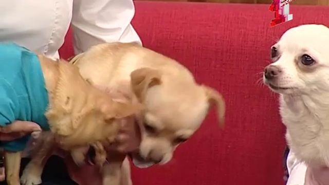 Чихуахуа - маленький друг с храбрым сердцем смотреть онлайн