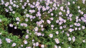 Цветение многолетних низкорослых осенников