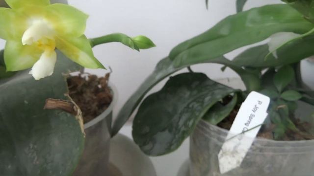 Две азиатские канарейки и вонючий нобиль! смотреть онлайн