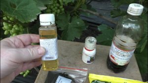 Последняя обработка от гроздевой листовертки 2023