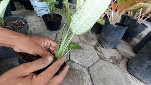 Update Tanaman Hias DK 0Ti смотреть онлайн