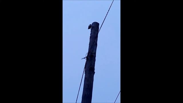 Как стучит дятел? Woodpecker pounding? смотреть онлайн