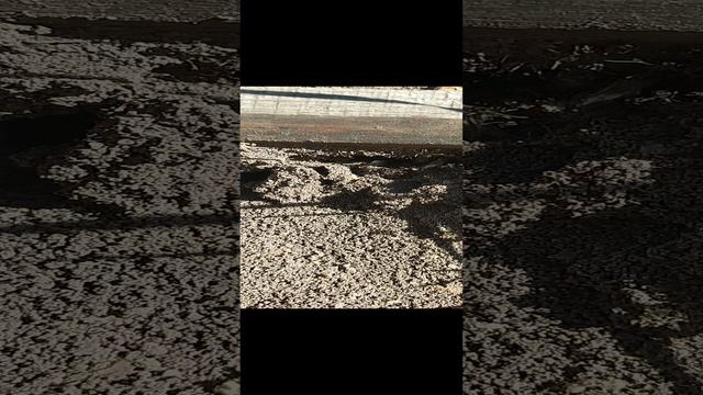 Лет черных садовых муравьев начался смотреть онлайн