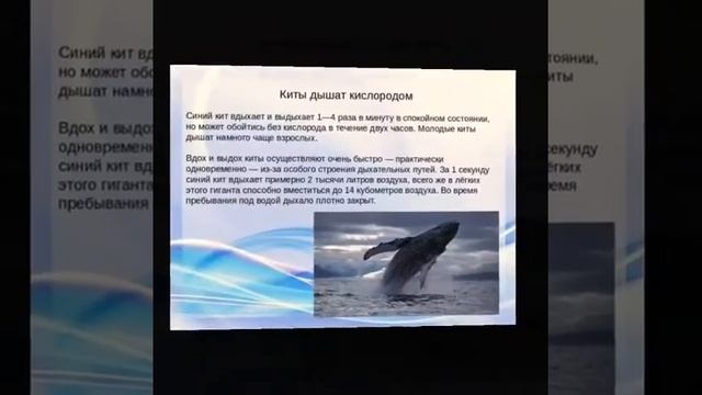 день защиты китов и дельфинов, воспитатель Бурьянова Е С