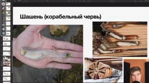 Корабельный червь — двустворчатый моллюск! | Биология ЕГЭ