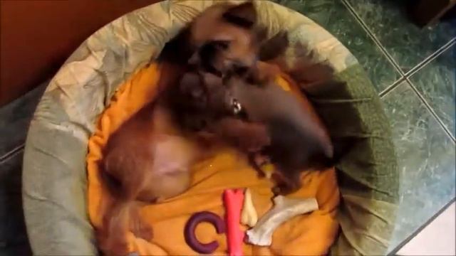 Гриффоны в доме смотреть онлайн