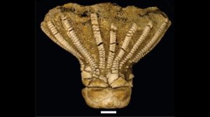 Морские лилии (криноидеи)