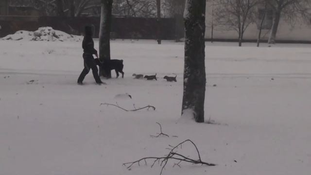 Ротвейлер и щенки. (Первая прогулка по снегу, пытаемся подружить ротвейлера с щенками) 2021г. смотреть онлайн