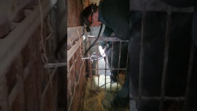 Клизма свиноматке. Как я лечу своих свиней. смотреть онлайн