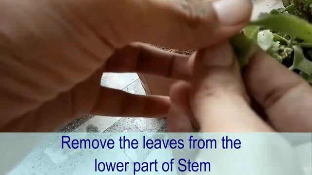 Grow ajwain plant Mexican mint plantOregano plant at home from branchesअजवयनअजवइन क पध