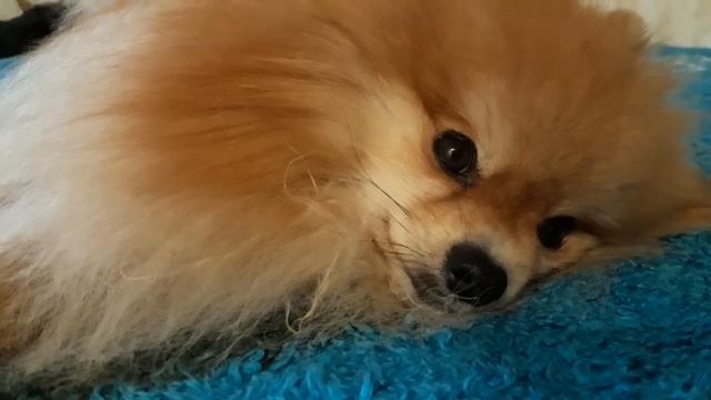 Шпиц. Борьба со сном. Шпиц Шастик борется со сном смотреть онлайн