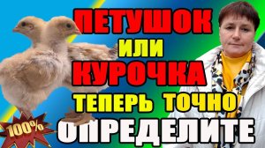 ПЕТУШОК или КУРОЧКА? Теперь вы ТОЧНО определите!