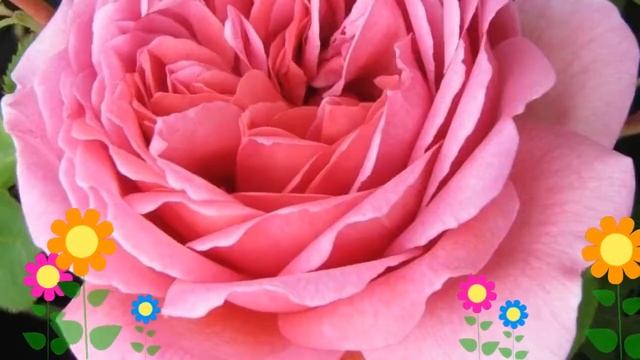 Роза кустовая Princess Alexandra of Kent. Краткий обзор, описание характеристик, где купить саженцы смотреть онлайн