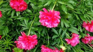 Патио-пион (лат. Patio Peony) London