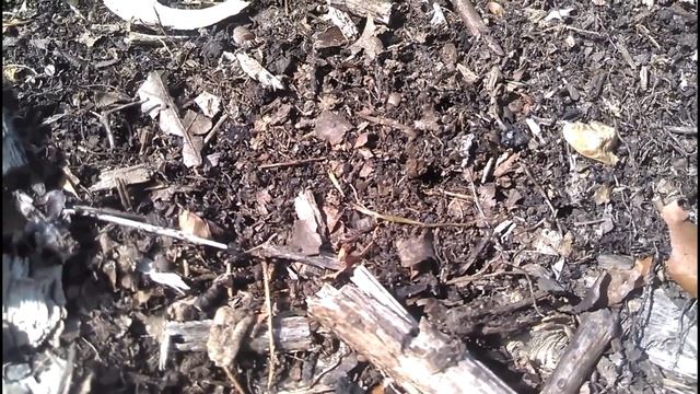 Муравьиная ферма(ant farm). Новичкам. Tetramorium caespitum смотреть онлайн