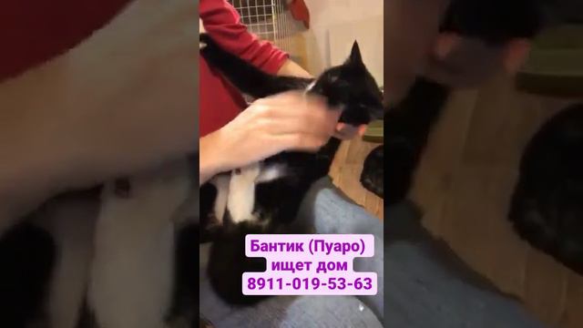 Самый ласковый котик Бантик. Ищем ему дом. Приют Петербург