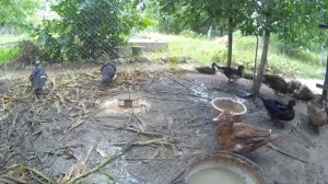 Как выбрать пару для мускусных уток