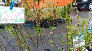 Ярмарка саженцев, рассады, плодово-ягодных и иных культур.