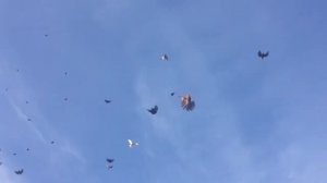 Голуби Алексей , Ростовская область хутор Прогресс тел: 89282272498