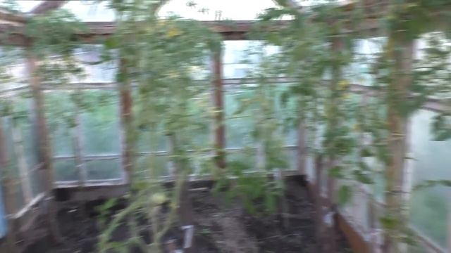 обрабатываю помидоры от верховой гнили